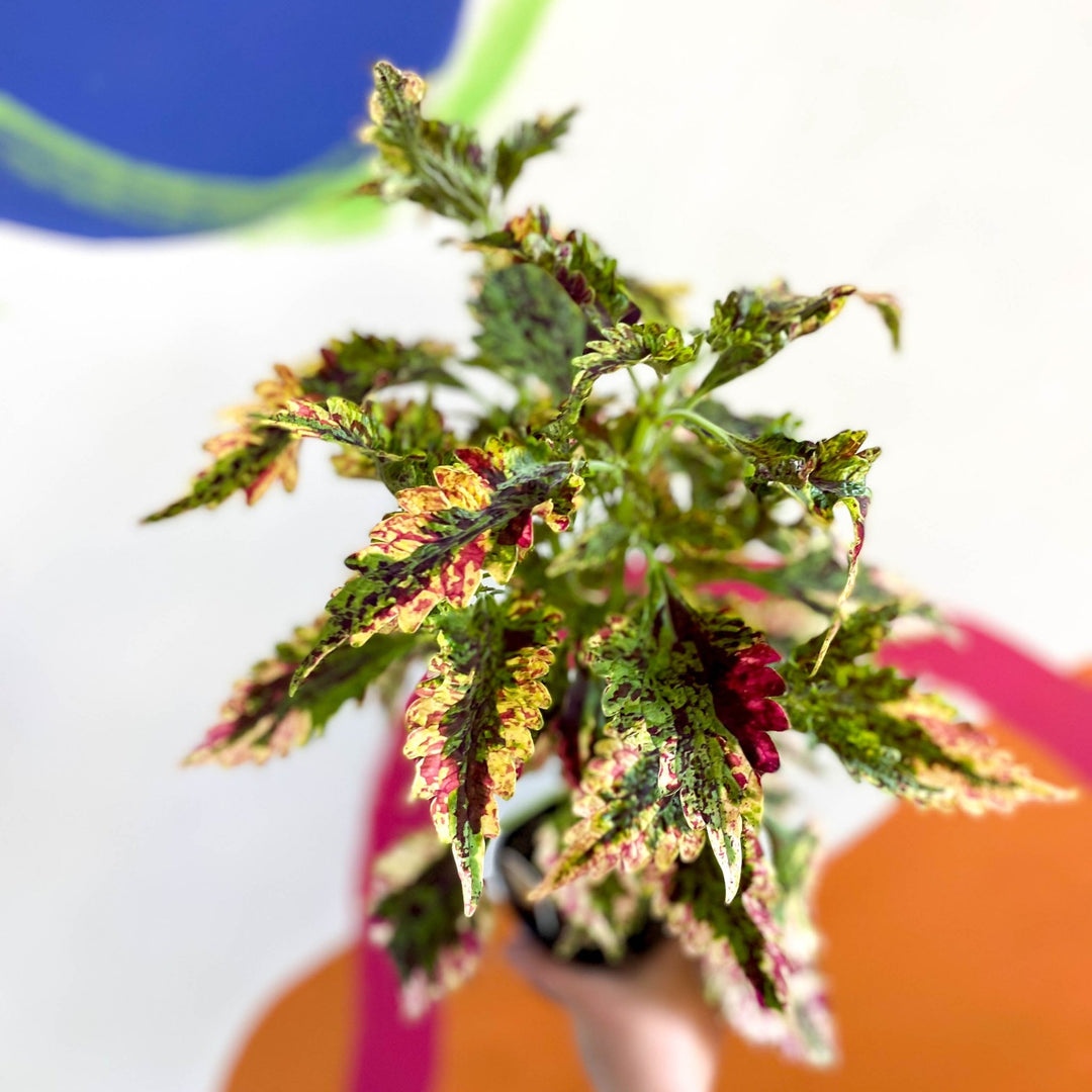 Painted Nettle - Coleus 'Paisley Shawl' - Welsh Grown – Sprouts of Bristol