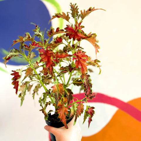Painted Nettle - Coleus 'Planters Punch' - Welsh Grown - Sprouts of Bristol