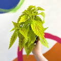 Painted Nettle - Coleus 'Roy Pedley' - Welsh Grown - Sprouts of Bristol