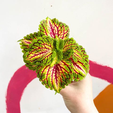 Painted Nettle - Coleus 'Spacecake' - Sprouts of Bristol