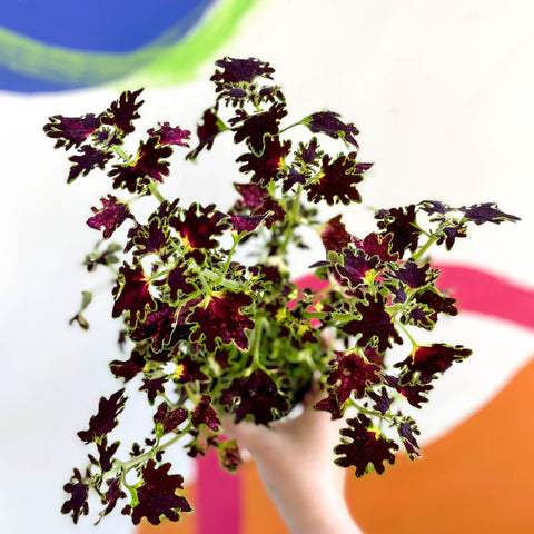 Painted Nettle - Coleus unnamed #1 - Welsh Grown - Sprouts of Bristol
