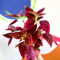 Painted Nettle - Coleus unnamed #10 - Welsh Grown - Sprouts of Bristol