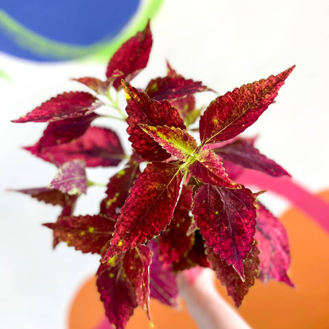 Painted Nettle - Coleus unnamed #10 - Welsh Grown - Sprouts of Bristol