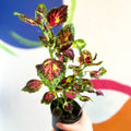 Painted Nettle - Coleus unnamed #11 - Welsh Grown - Sprouts of Bristol