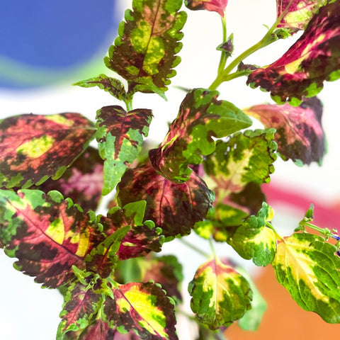 Painted Nettle - Coleus unnamed #11 - Welsh Grown - Sprouts of Bristol