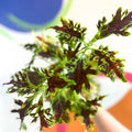 Painted Nettle - Coleus unnamed #12 - Welsh Grown - Sprouts of Bristol