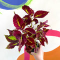 Painted Nettle - Coleus unnamed #2 - Welsh Grown - Sprouts of Bristol