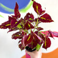 Painted Nettle - Coleus unnamed #2 - Welsh Grown - Sprouts of Bristol