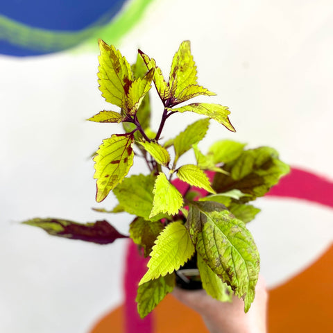Painted Nettle - Coleus unnamed #3 - Welsh Grown - Sprouts of Bristol
