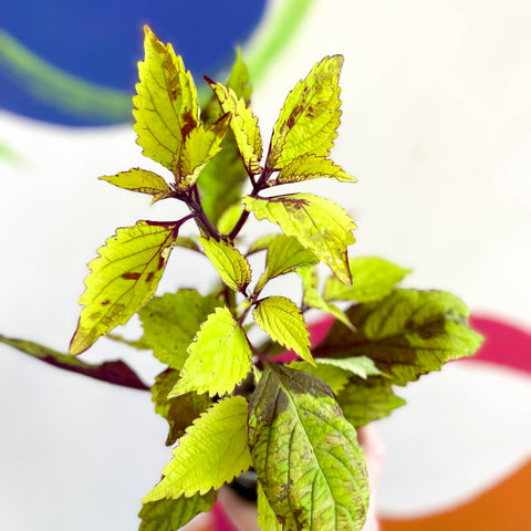 Painted Nettle - Coleus unnamed #3 - Welsh Grown - Sprouts of Bristol