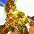 Painted Nettle - Coleus unnamed #4 - Welsh Grown - Sprouts of Bristol
