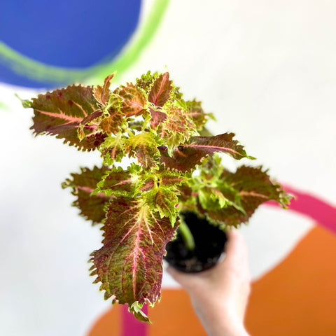 Painted Nettle - Coleus unnamed #4 - Welsh Grown - Sprouts of Bristol