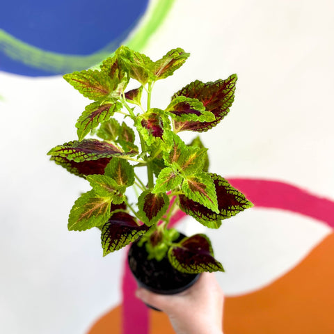 Painted Nettle - Coleus unnamed #5 - Welsh Grown - Sprouts of Bristol