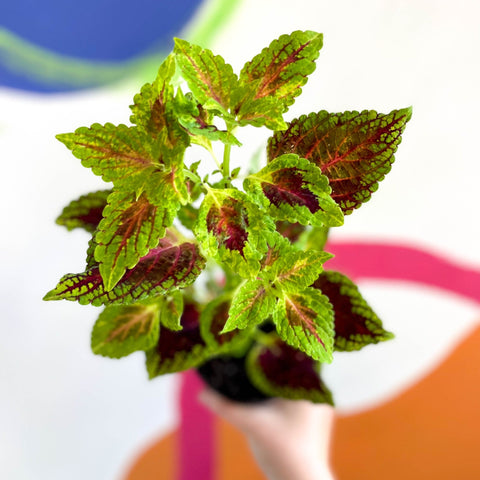 Painted Nettle - Coleus unnamed #5 - Welsh Grown - Sprouts of Bristol