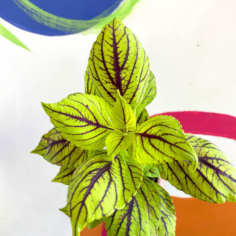 Painted Nettle - Coleus unnamed #6 - Welsh Grown - Sprouts of Bristol