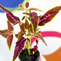 Painted Nettle - Coleus unnamed #7 - Welsh Grown - Sprouts of Bristol