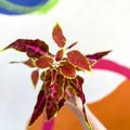 Painted Nettle - Coleus unnamed #7 - Welsh Grown - Sprouts of Bristol