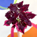 Painted Nettle - Coleus unnamed #8 - Welsh Grown - Sprouts of Bristol