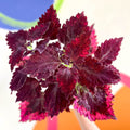 Painted Nettle - Coleus unnamed #8 - Welsh Grown - Sprouts of Bristol