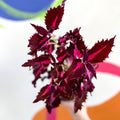 Painted Nettle - Coleus unnamed #9 - Welsh Grown - Sprouts of Bristol