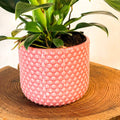 Painted Pink Planter with Raised Dots - 11cm - Sprouts of Bristol