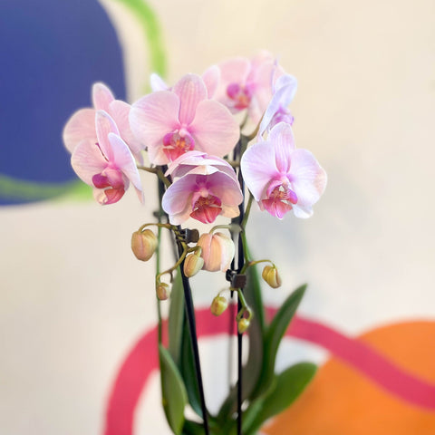 Pale Pink Moth Orchid - Phalaenopsis 'Alice Girl' - Sprouts of Bristol