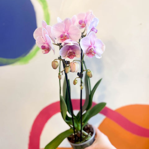 Pale Pink Moth Orchid - Phalaenopsis 'Alice Girl' - Sprouts of Bristol