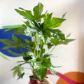 Paper Plant - Fatsia japonica - Sprouts of Bristol