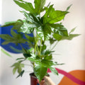Paper Plant - Fatsia japonica - Sprouts of Bristol