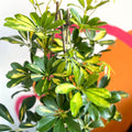 Parasol Plant - Schefflera arboricola 'Gold Capella' - Sprouts of Bristol