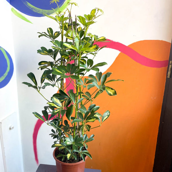 gold capella house plant Parasol Plant