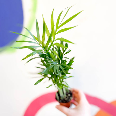 parlor palm uk Chamaedorea elegans