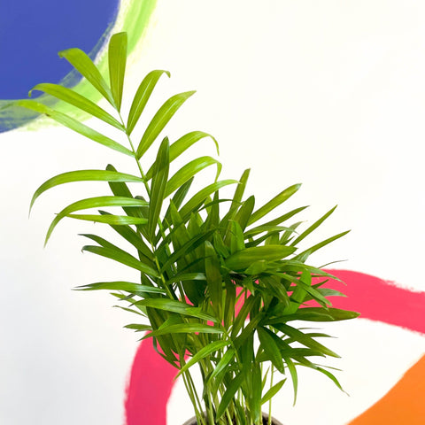 parlor palm uk Chamaedorea elegans - Parlour Palm