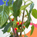 Parrot Plant - Impatiens niamniamensis - Welsh Grown - Sprouts of Bristol