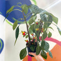 Parrot Plant - Impatiens niamniamensis - Welsh Grown - Sprouts of Bristol