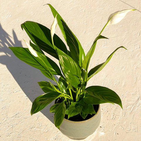 Peace Lily - Spathiphyllum 'Alana' - Sprouts of Bristol