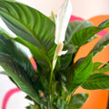 Peace Lily - Spathiphyllum 'Bingo Cupido' - Sprouts of Bristol