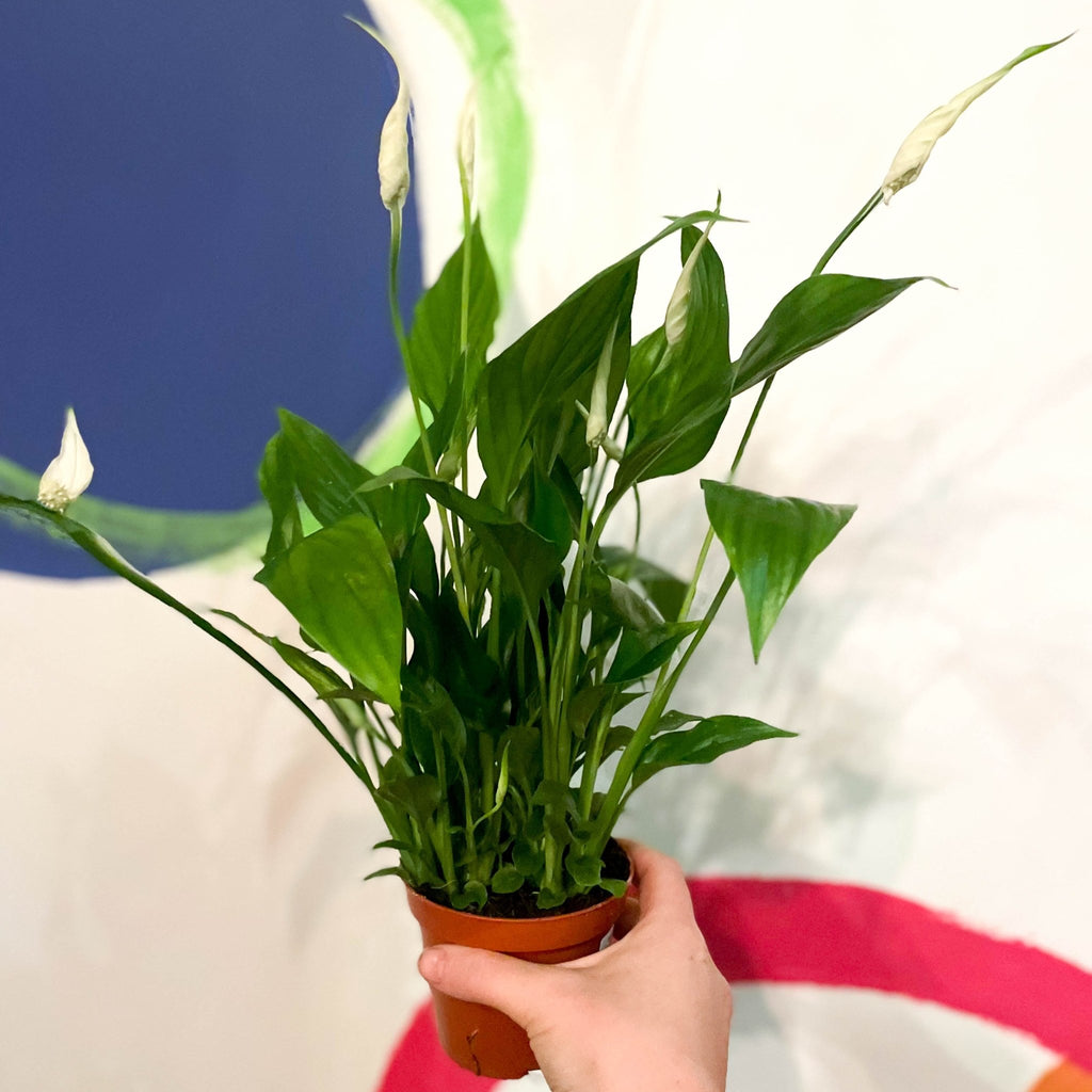 Peace Lily - Spathiphyllum 'Chopin' - Sprouts of Bristol