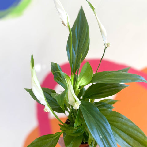 Peace Lily - Spathiphyllum 'Pearl Cupido' - Sprouts of Bristol
