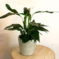Peace Lily - Spathiphyllum 'Romeo Cupido' - Sprouts of Bristol