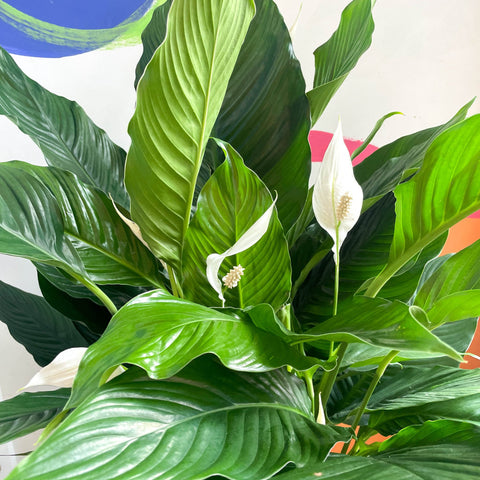 Peace Lily - Spathiphyllum 'Sweet Sebastiano' - Sprouts of Bristol