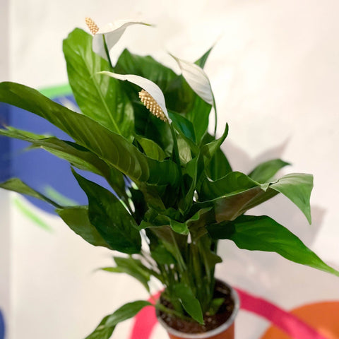 Peace Lily - Spathiphyllum 'Sweet Silvio' - Sprouts of Bristol