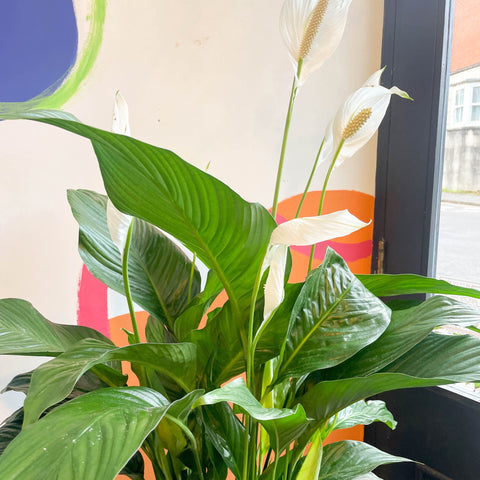 peace lily sprouts Spathiphyllum wallisii 'Sweet Lauretta'