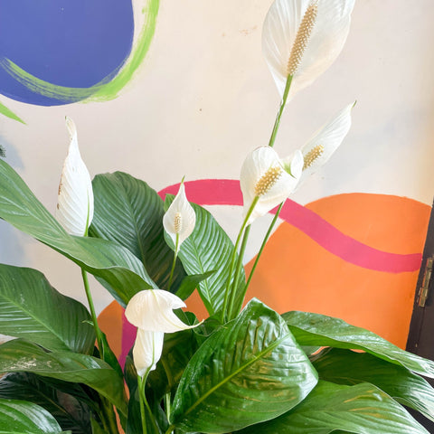 peace lily in hindi Spathiphyllum wallisii 'Sweet Lauretta'