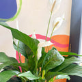 Peace Lily - Spathiphyllum wallisii 'Sweet Lauretta' - Sprouts of Bristol