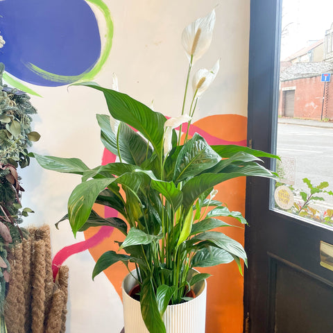 Spathiphyllum Wallisii Are Peace Lily Plants Toxic To Dogs