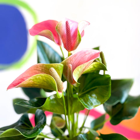 peach anthurium plant Peach Flamingo Flower