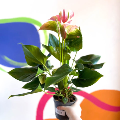 anthurium peach Peach Flamingo Flower