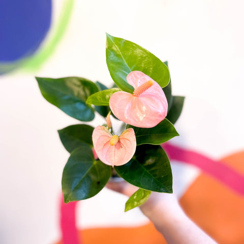 peach anthurium plant Anthurium andraeanum 'Spirit'