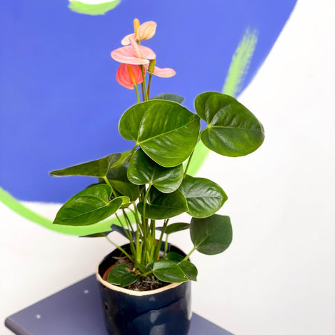 anthurium spirit Anthurium andraeanum 'Spirit'